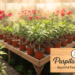 Puspita nursery Home page flower image