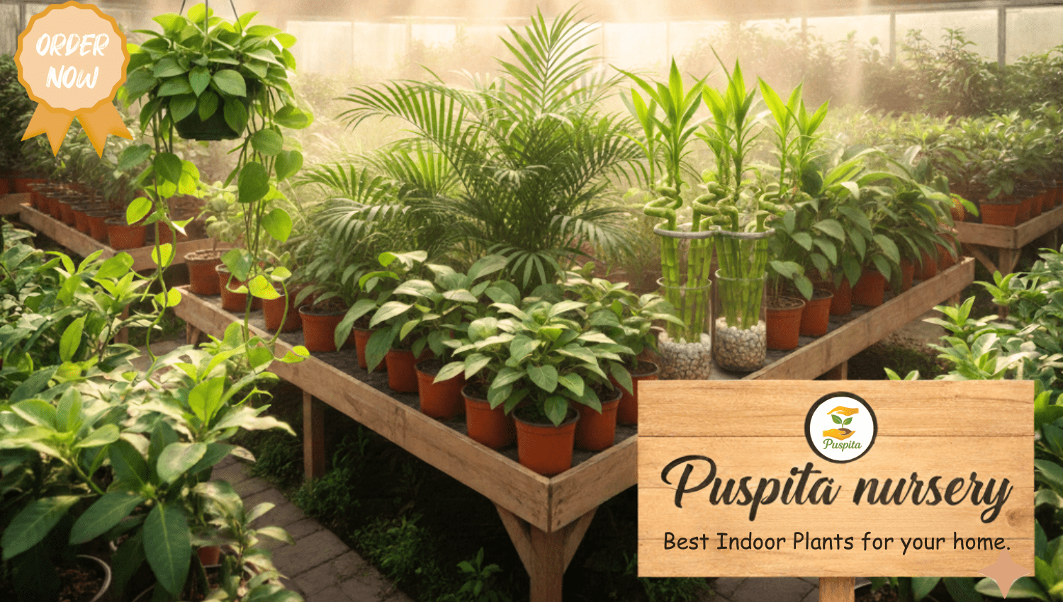 Puspita nursery Home page indoor plant