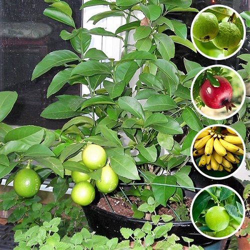 Fruit Plant