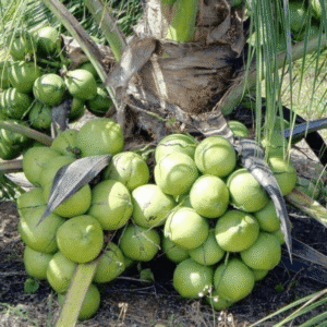 Vietnam Coconut Tree Mekong Delta Vietnam Dwarf Plant. Producing Fruit within 2 Years