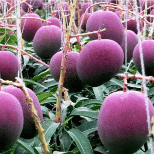 Rare Grafted Thai Purple Mango Living Plant Healthy & Fresh Most Expensive Variety Gives Fruit Round the Year