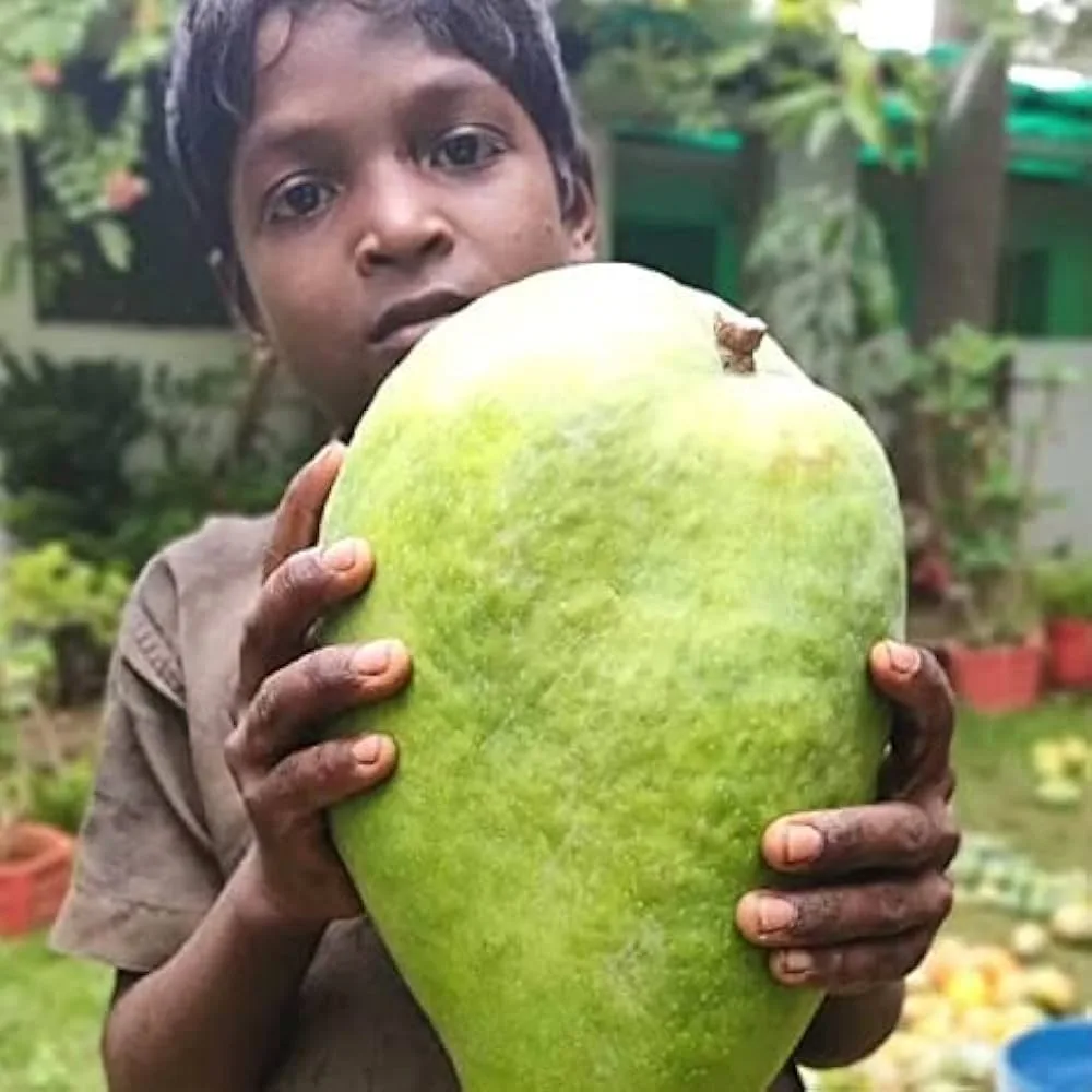 Noorjahan Mango Plant Produce Big Size Mango Fruit Like 4 to 5 Kg Each