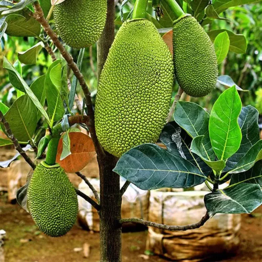 Puspita Nursery Vietnam Jackfruit Plant – Fast Growing, High-Yield Tropical Fruit Tree for Home Gardens - Image 2