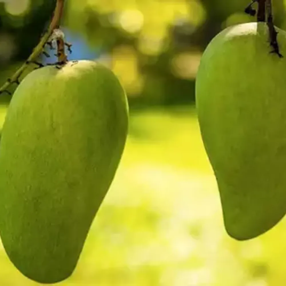 Noorjahan Mango Plant Produce Big Size Mango Fruit Like 4 to 5 Kg Each - Image 2