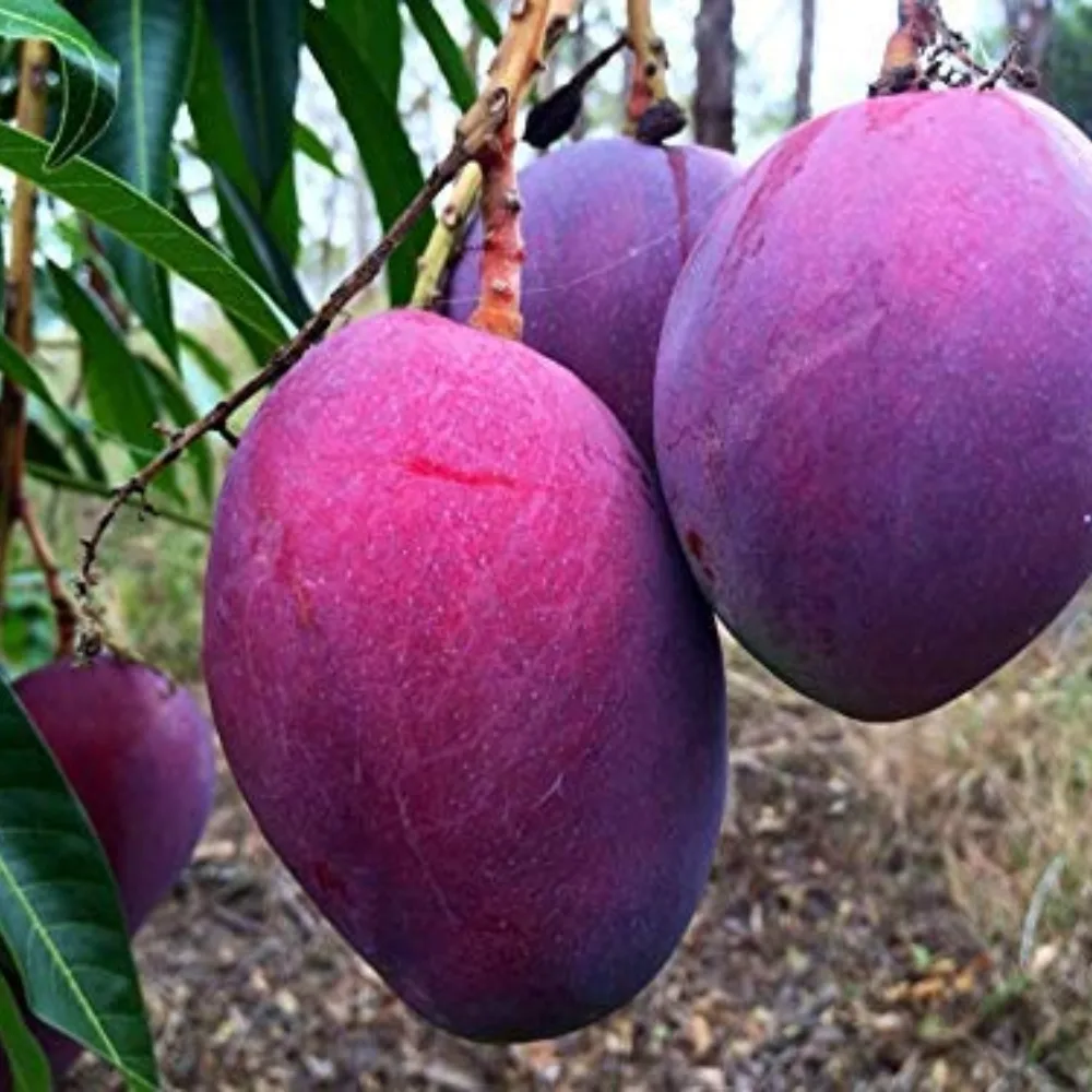 Rare Grafted Thai Purple Mango Living Plant Healthy & Fresh Most Expensive Variety Gives Fruit Round the Year - Image 3