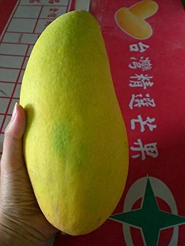 Noorjahan Mango Plant Produce Big Size Mango Fruit Like 4 to 5 Kg Each - Image 7