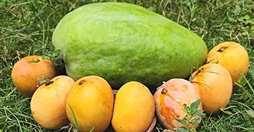 Noorjahan Mango Plant Produce Big Size Mango Fruit Like 4 to 5 Kg Each - Image 4