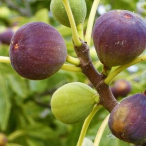 Fig (Anjeer) Plant – Sweet & Nutritious Fruit Tree for Home Gardens | Grow Fresh Figs Year-Round.
