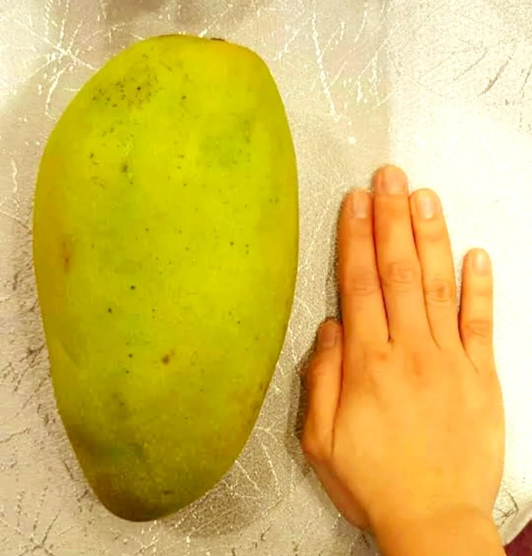 Noorjahan Mango Plant Produce Big Size Mango Fruit Like 4 to 5 Kg Each - Image 5