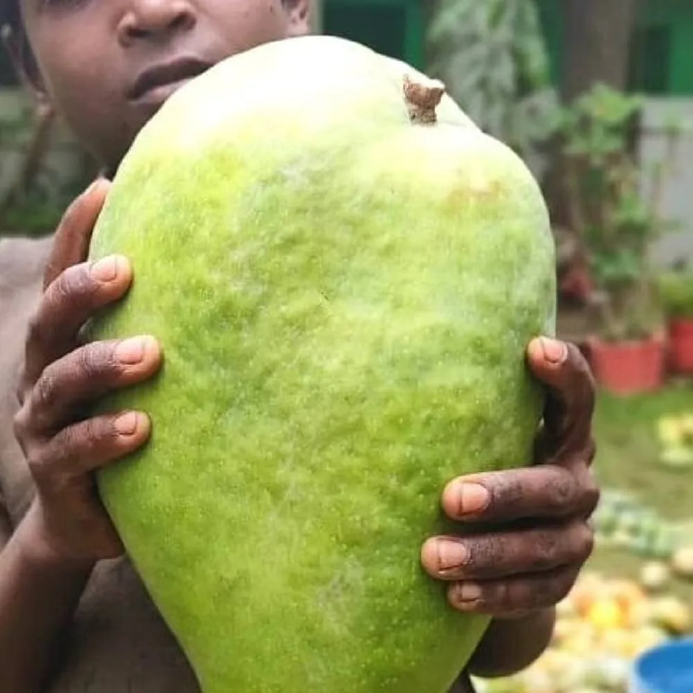 Noorjahan Mango Plant Produce Big Size Mango Fruit Like 4 to 5 Kg Each - Image 6