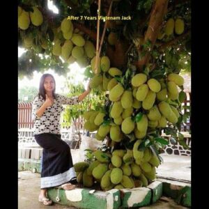 Puspita Nursery Vietnam Jackfruit Plant – Fast Growing, High-Yield Tropical Fruit Tree for Home Gardens
