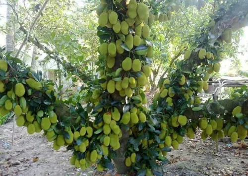 Puspita Nursery Vietnam Jackfruit Plant – Fast Growing, High-Yield Tropical Fruit Tree for Home Gardens - Image 4