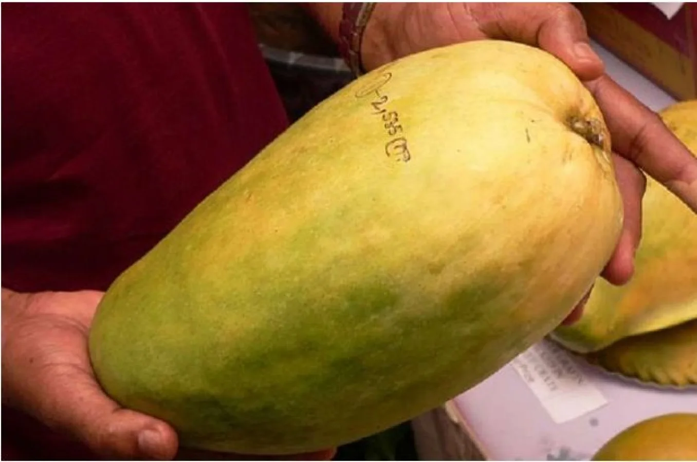Noorjahan Mango Plant Produce Big Size Mango Fruit Like 4 to 5 Kg Each - Image 8