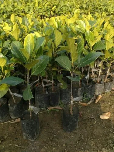 Puspita Nursery Vietnam Jackfruit Plant – Fast Growing, High-Yield Tropical Fruit Tree for Home Gardens - Image 5