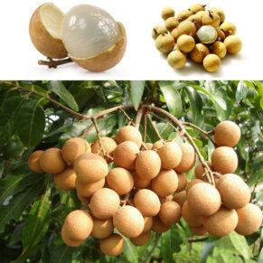 Longan Plant