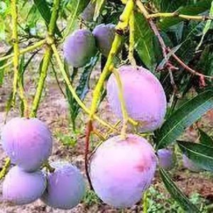 Puspita Nursery Tommy Atkins Mango Plant Exotic Variety of  Broward County, Florida.