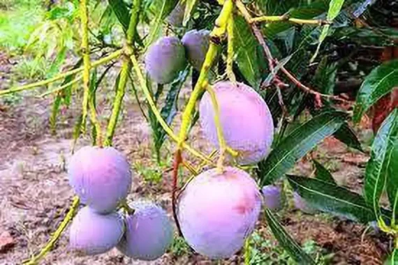 Puspita Nursery Rare Ambika Mango Plant