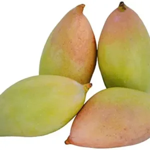 Puspita Nursery Totapuri Mango Plant