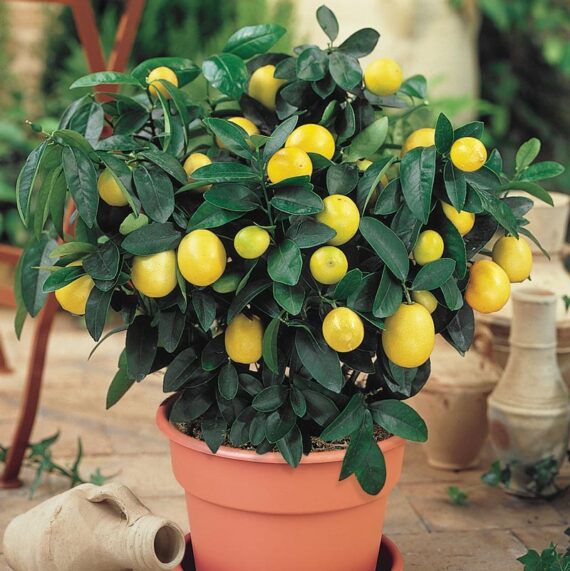 Kolkata Pati Lemon Nimbu Lemon Tree