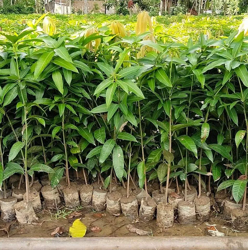 Puspita Nursery Malda Langra Mango Plant - Image 8
