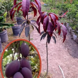 Black Stone (Kasturi) Mango Grafted Live Plant