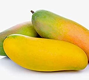 Puspita Nursery Mahachanak Mango Tree