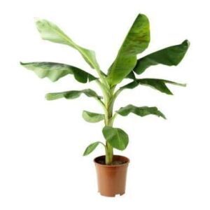Banana G9 Kela Plant