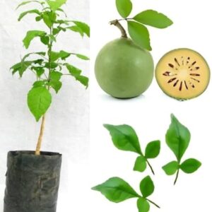 Bel Tree Bilva Patra Bel Patra Grafted Plant