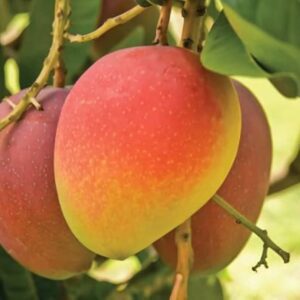 Puspita Nursery Bari 4 Mango Plant Dwarf & Grafted