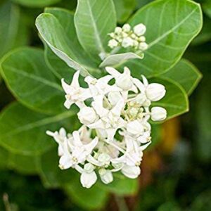 Puspita Nursery Safed Aak Live Plant, Calotropis Gigantea, White Madar