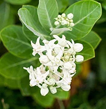 Puspita Nursery Safed Aak Live Plant, Calotropis Gigantea, White Madar