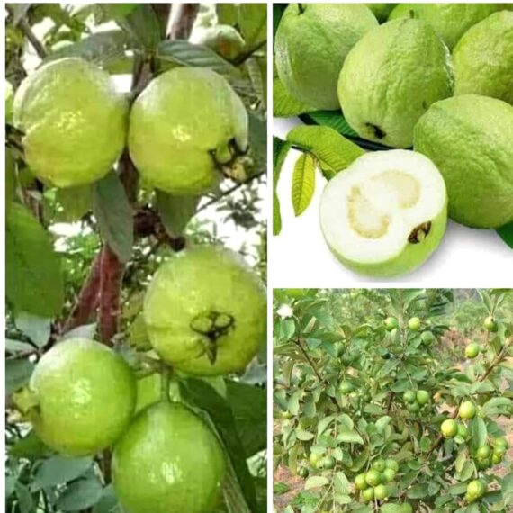 Vietnam all Time Guava Plant