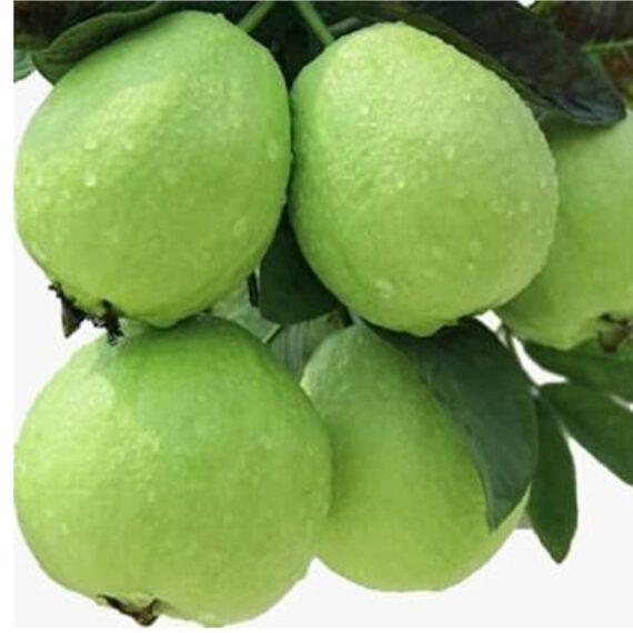 Vietnam all Time Guava Plant