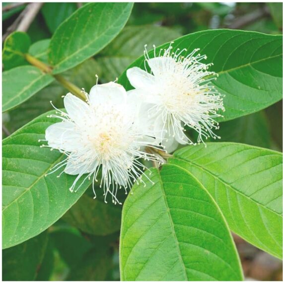 Vietnam all Time Guava Plant