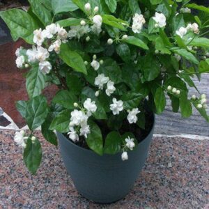 Puspita Nursery Cape Jasmine Live Natural Plant