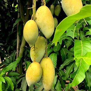Puspita Nursery Chausa Mango Tree Very Sweet & Juicy