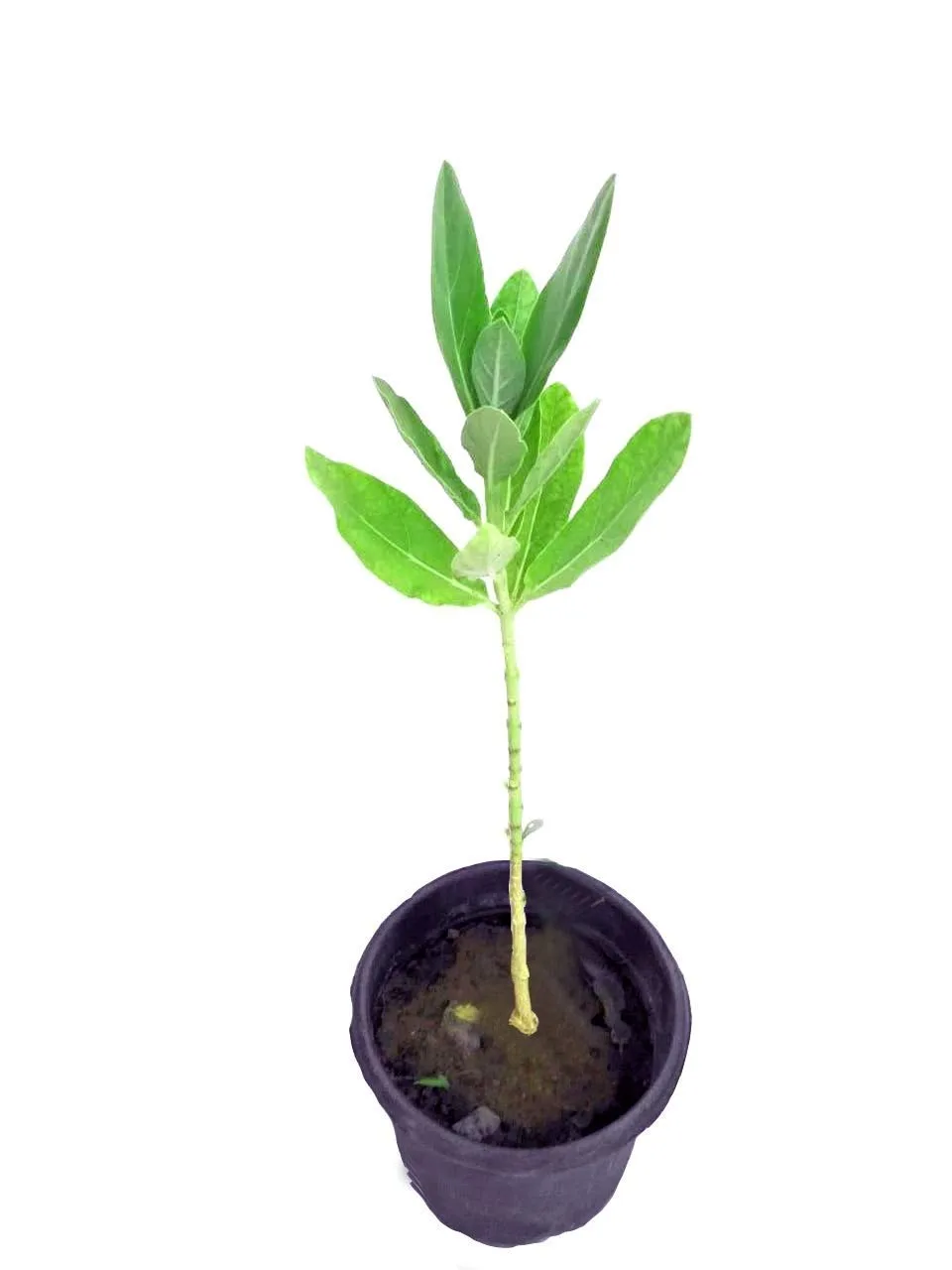 Puspita Nursery Safed Aak Live Plant, Calotropis Gigantea, White Madar - Image 2
