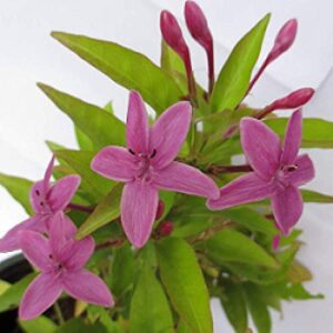 Puspita Nursery Pink Tagar Live Plant Single Pink flower for Daily Worship.
