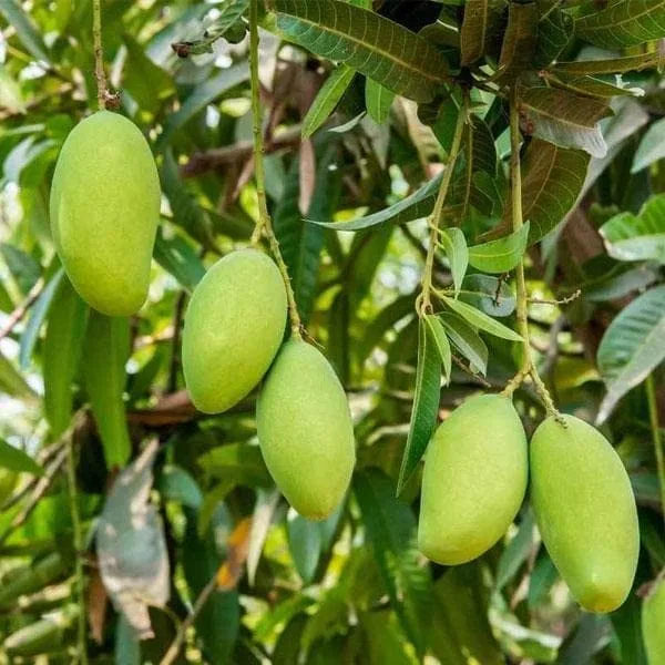 Puspita Nursery Malda Langra Mango Plant - Image 6