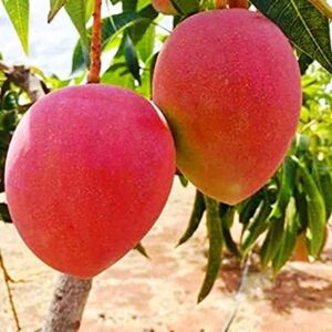 Miyazaki Mango Plant – Rare Exotic "Egg of the Sun" Japanese Mango Tree | Premium Sweet Red Mango Variety for Home Gardens