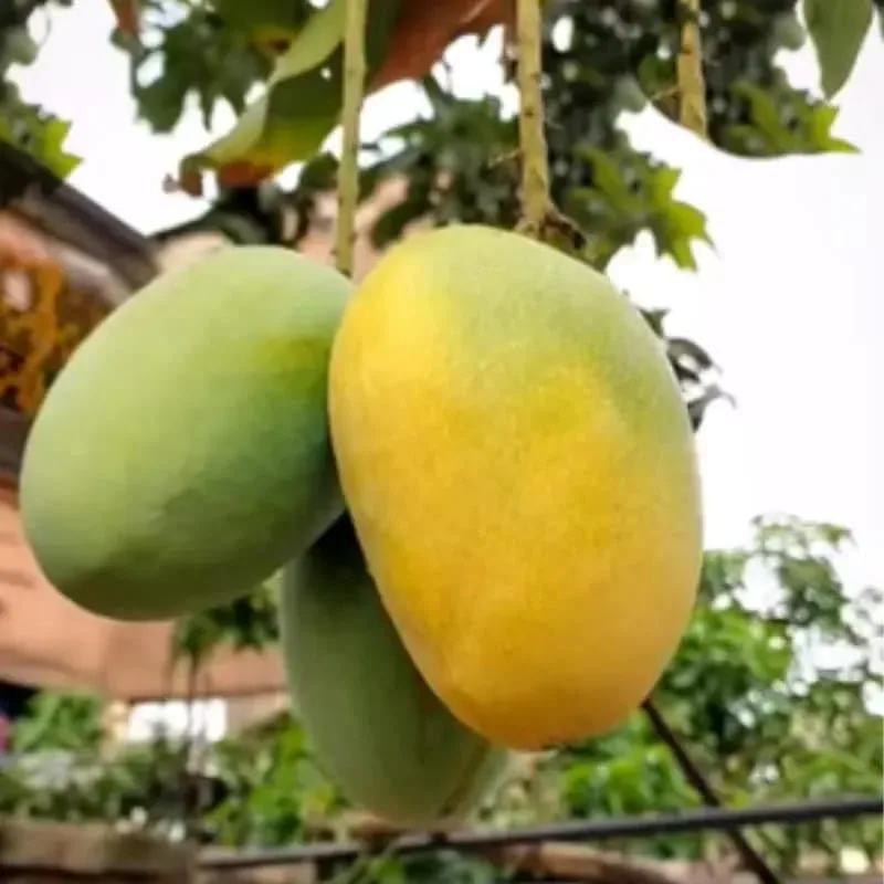 Himsagar Mango Sweet Malda Fruit Plant - Image 8