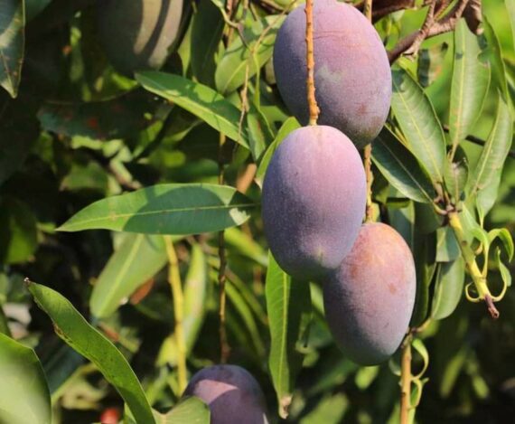 Puspita Nursery Rare Ambika Mango Plant