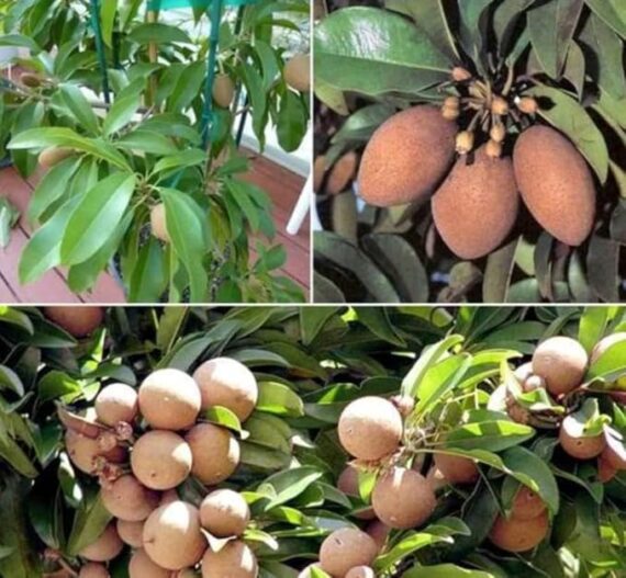 Kalapati Chiku Plant – Premium Sapodilla Tree for Home Gardens | Grow Sweet and Juicy Chikoo Fruit