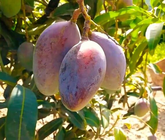 Puspita Nursery Tommy Atkins Mango Plant Exotic Variety of  Broward County, Florida.