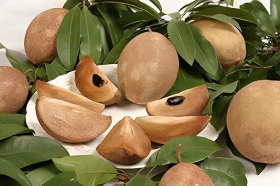 Kalapati Chiku Plant – Premium Sapodilla Tree for Home Gardens | Grow Sweet and Juicy Chikoo Fruit