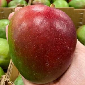 Puspita Nursery Sensation Mango Plant