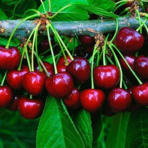 Barbados cherry tree Malpighia emarginata Plant