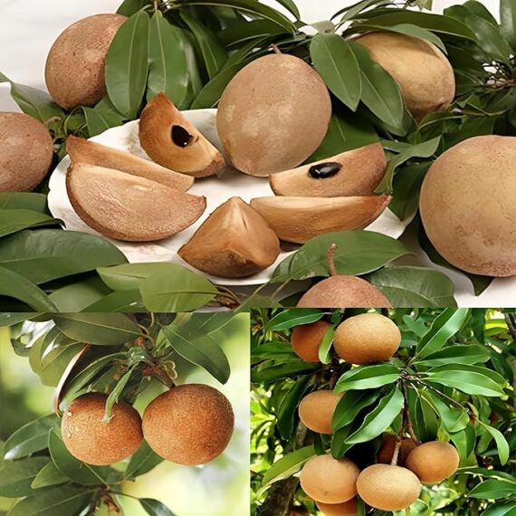 Kalapati Chiku Plant – Premium Sapodilla Tree for Home Gardens | Grow Sweet and Juicy Chikoo Fruit