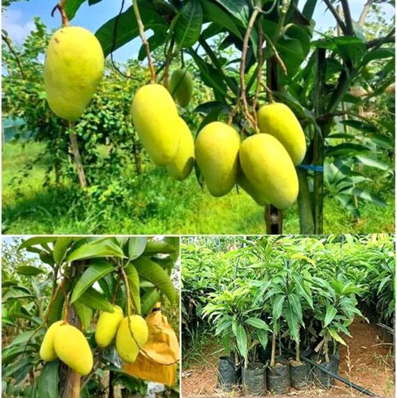 Puspita Nursery Sweet Katimon Mango Plant All Time Fruiting