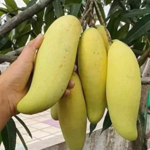 Puspita Nursery Thai Banana Mango Tree